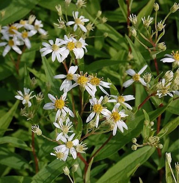 Nahaufnahme einer Euthamia graminifolia Pflanze mit weißen Blüten und grünen Blättern.