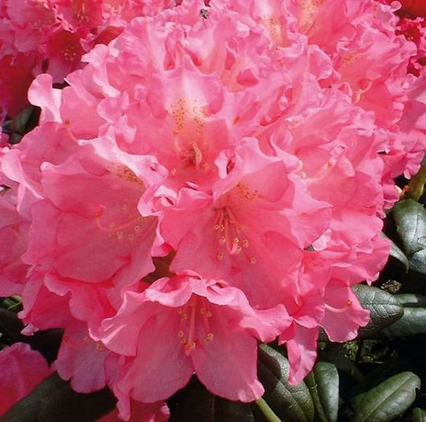 Nahaufnahme einer rosa blühenden Rhododendron Pflanze.