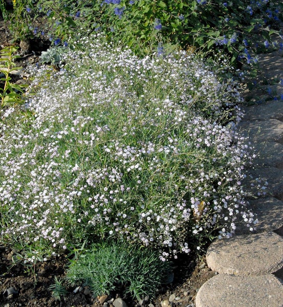 Blütenmeer mit Schleierkraut im Garten