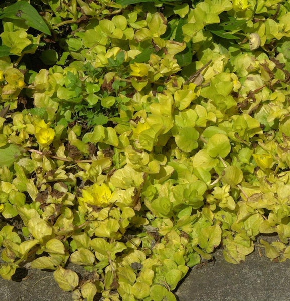 Kriechender Günsel mit Blättern und Blüten