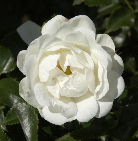 Nahaufnahme einer einzelnen weißen Rose im Garten.