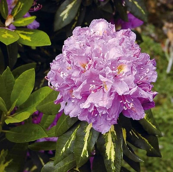 Nahaufnahme einer lila Rhododendronblüte mit Blättern