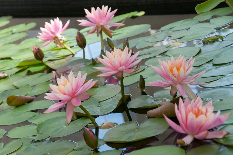 Nymphaea 'M'd Wilfron Gonnere' – Seerose – Winterheart – Zone 4 – ⌀11 cm – ↕25-35 cm