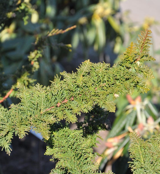 Nahaufnahme eines Zweigs einer Zypresse