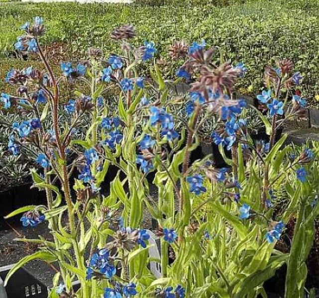Aussaat von Zungenblümchen im Garten.