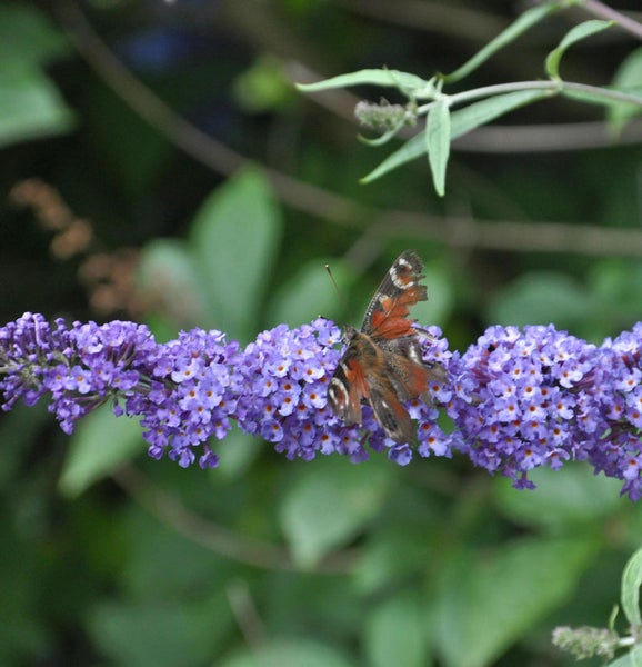 Schmetterling auf Sommerfliederblüte
