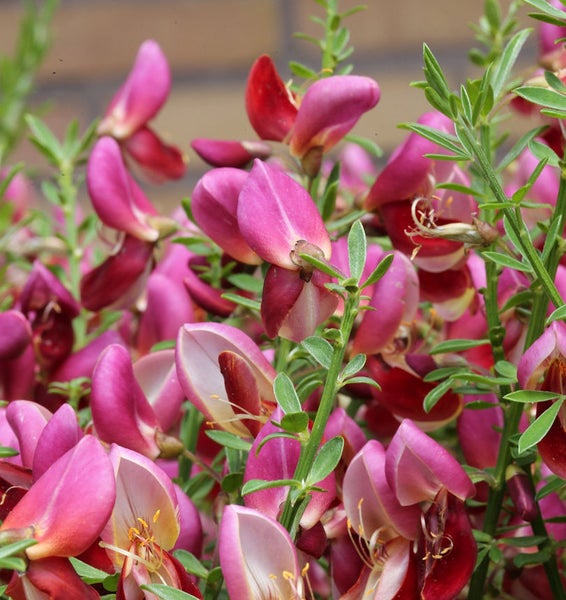 Aufnahme von Ginster mit Blüten