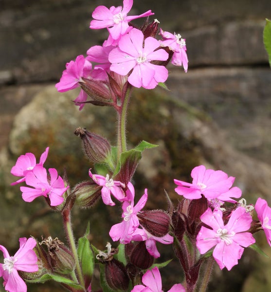 Nahaufnahme einer Gruppe von Kuckucksblumen mit rosa Blüten.