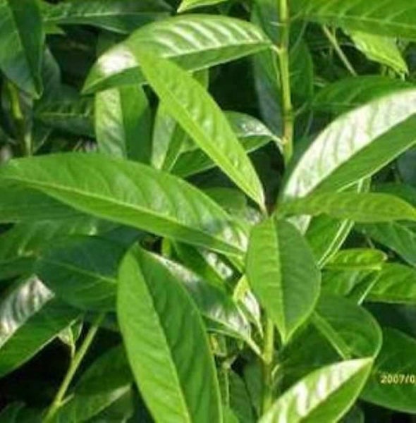 Nahaufnahme einer Lorbeerpflanze mit grünen Blättern