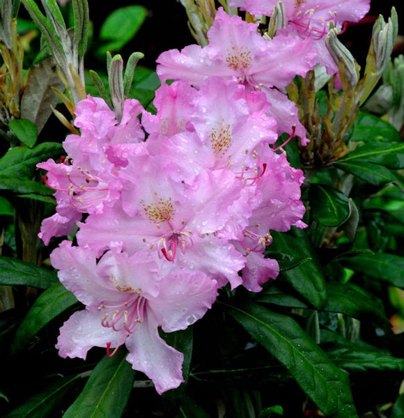 Nahaufnahme einer Rhododendronblüte