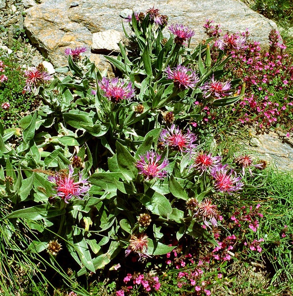 Bergflockenblumen mit grünen Blättern und rosa Blüten