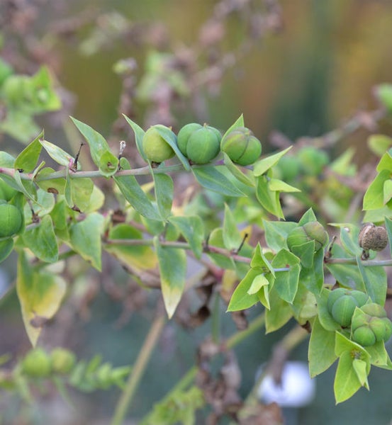 Nahaufnahme einer Wolfsmilchpflanze mit grünen Blättern und Früchten