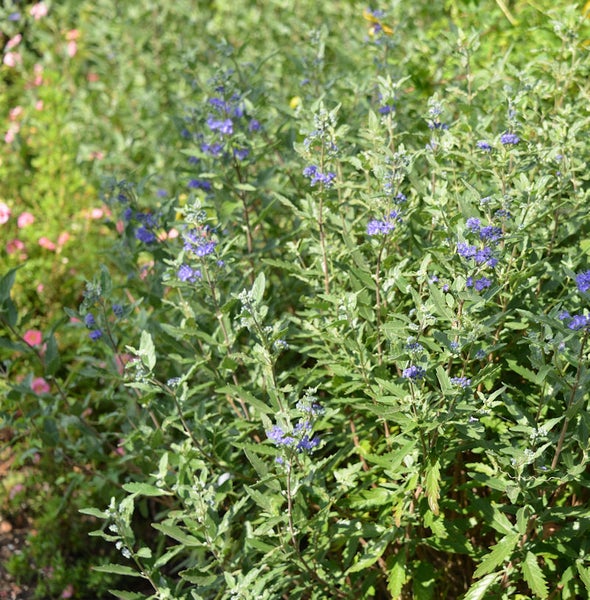Nahaufnahme von Bleiwurz Pflanzen im Garten.