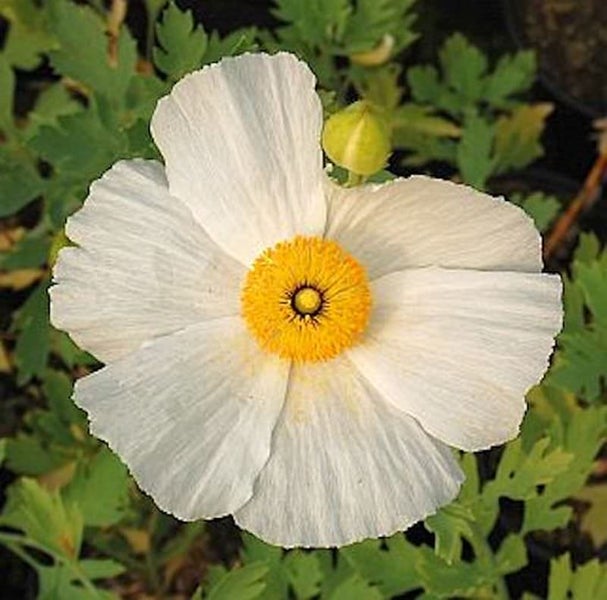 Mohnblume mit weißen Blütenblättern und gelber Mitte