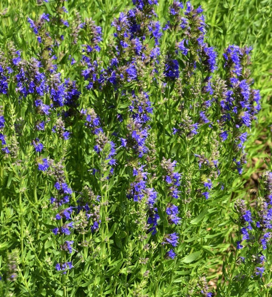 Blühender Ysop im Garten