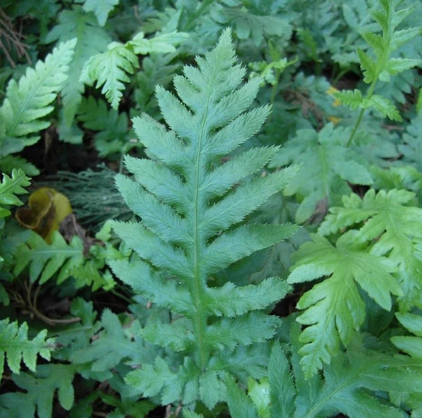 Nahaufnahme eines Farnblatts