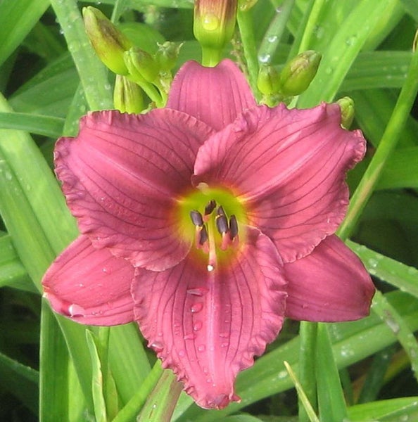 Nahaufnahme einer rosafarbenen Taglilienblüte im Garten