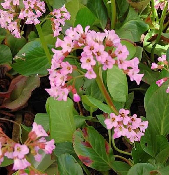Nahaufnahme einer blühenden Bergenie mit rosa Blüten und grünen Blättern.