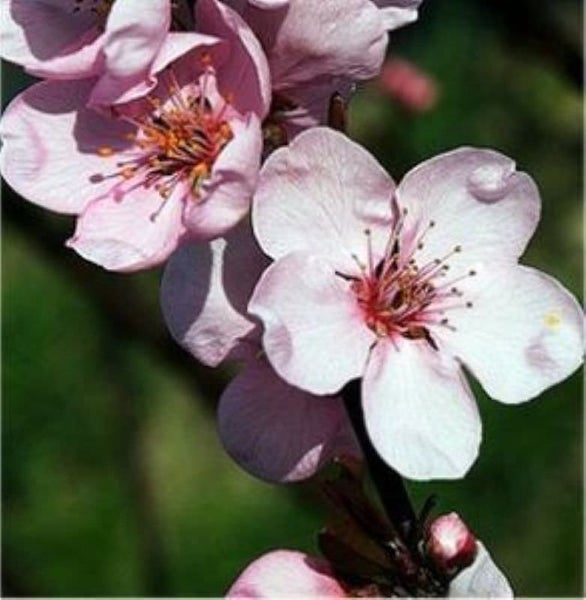 Nahaufnahme von blühenden Obstbaumzweigen