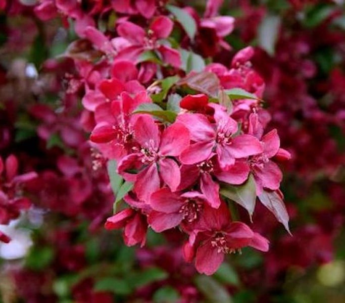 Blüten eines Zierapfelbaums
