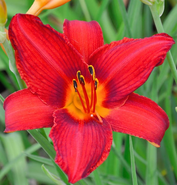 Nahaufnahme einer roten Taglilienblüte