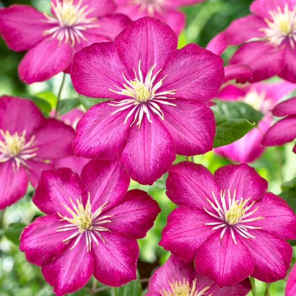 Bloomique – 2er-Set – Clematis Ville de Lyon – Waldrebe – Dunkelrosa – Kletterpflanzen – Gartenpflanzen – Winterhart – Topf 15 cm – 70–80 cm hoch