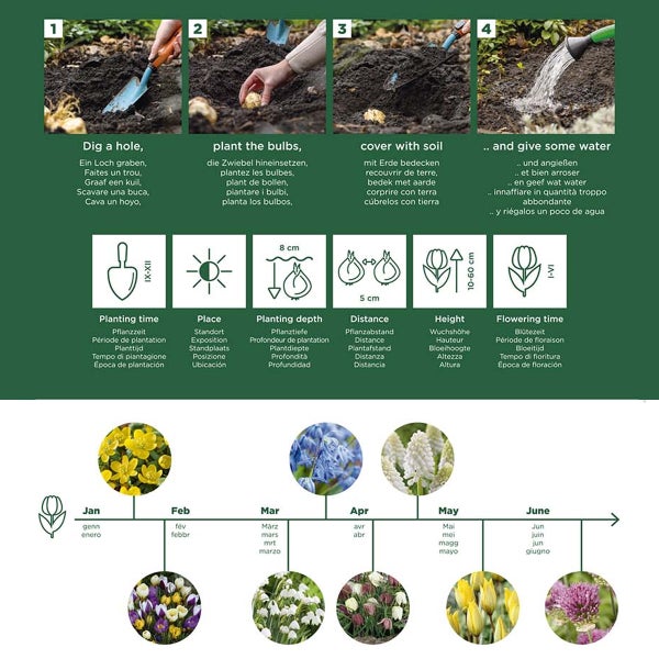 Bloomique - Mischung aus 50 - 6 Monate alten Blumen - schmetterlingsfreundlich - Mischung aus 8 Sorten - Blumenzwiebeln - Frühlingsblüte - mehrjährige Pflanzen - wächst von 5 bis 70 cm