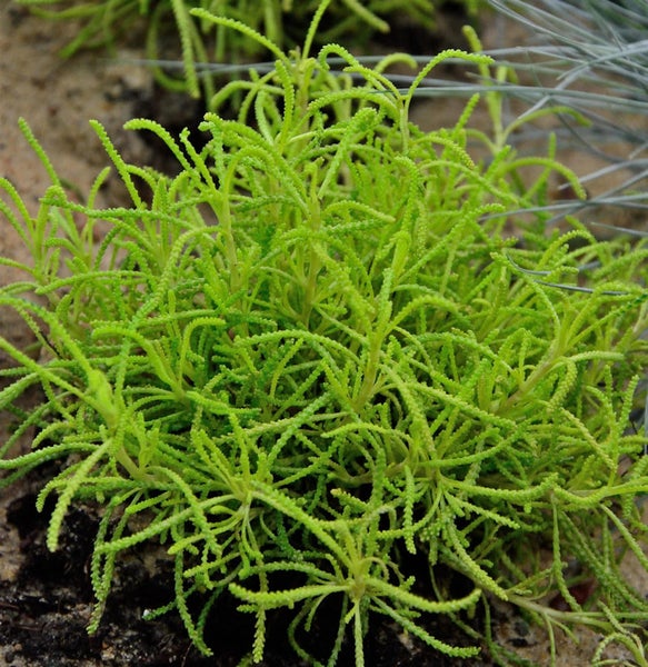 Kriechender Rosmarinheide Bodendecker im Garten
