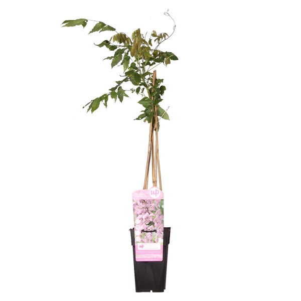 Wisteria floribunda Rosea – Glyzinie – Schlingpflanze – Pflegeleicht – ⌀15 cm – ↕60-70 cm