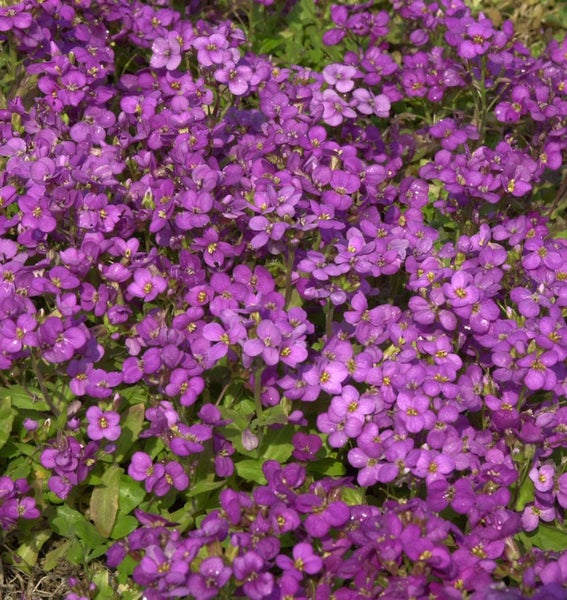 Aubrieta mit violetten Blüten