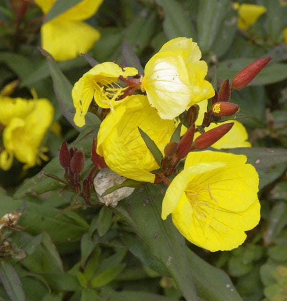 Nachtkerzenblüten mit Knospen und Blättern
