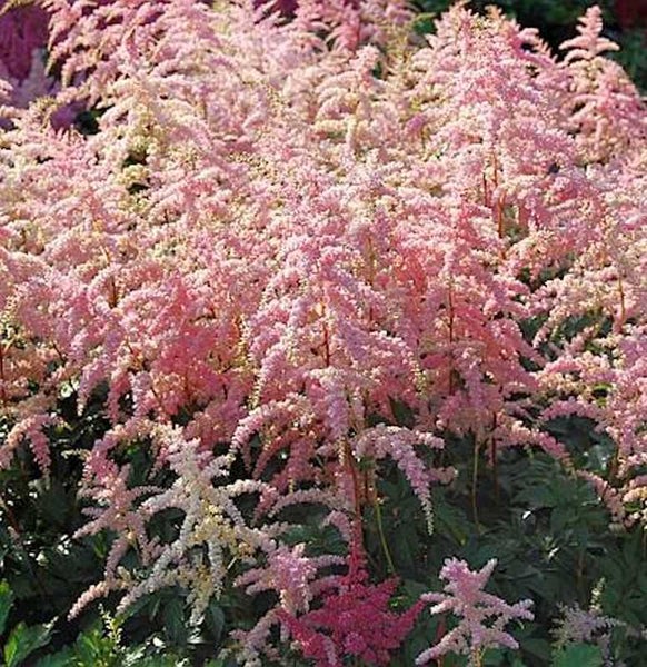 Feld mit rosa Astilbe Pflanzen