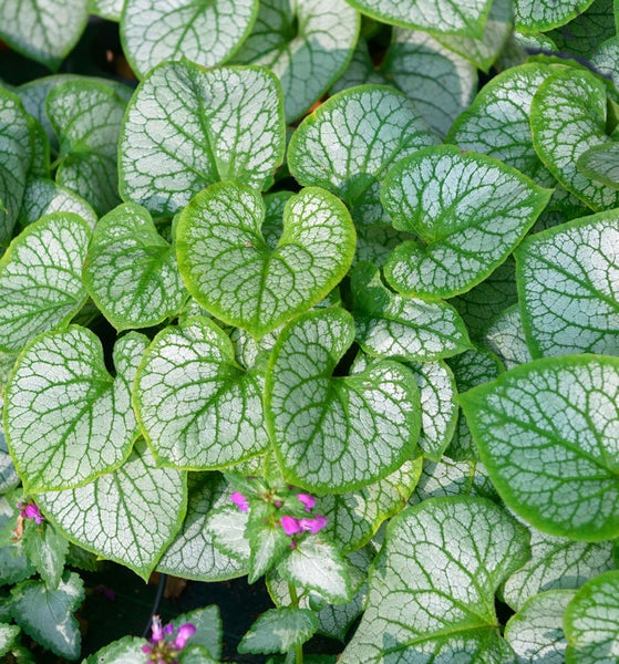 Nahaufnahme von Kaukasusvergissmeinnicht Pflanzen mit Blättern