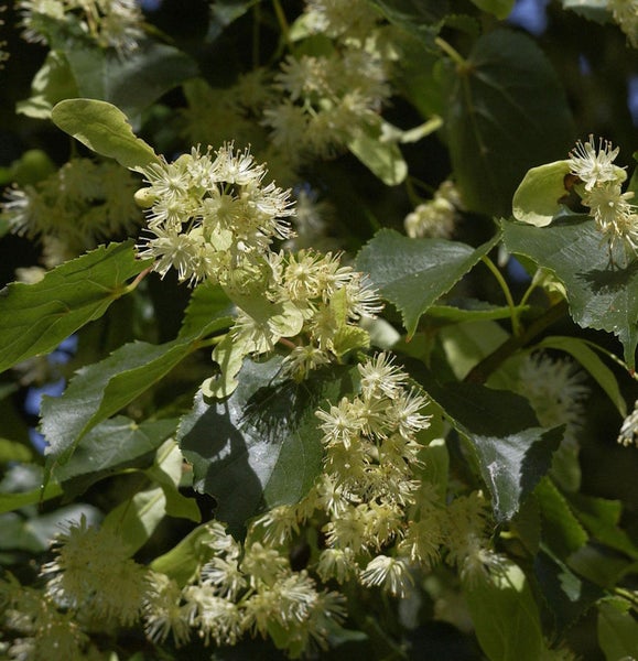 Blühende Linde mit Blättern