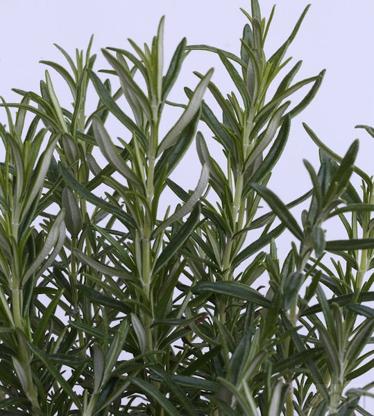 Rosmarinpflanze mit grünen Nadeln