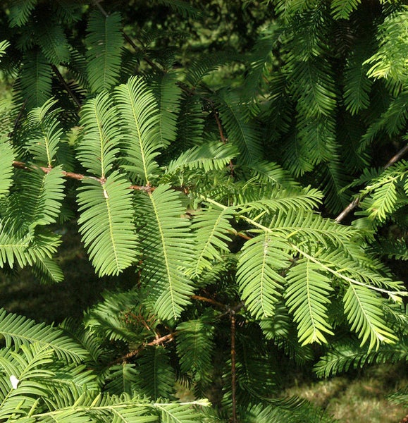 Nahaufnahme eines Metasequoia-Baums mit grünen Blättern