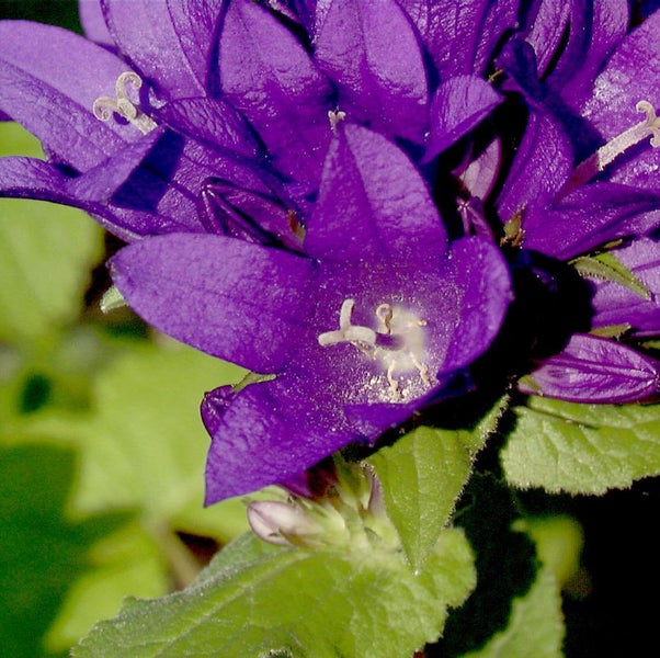 Nahaufnahme von Glockenblumen mit violetten Blüten und grünen Blättern.