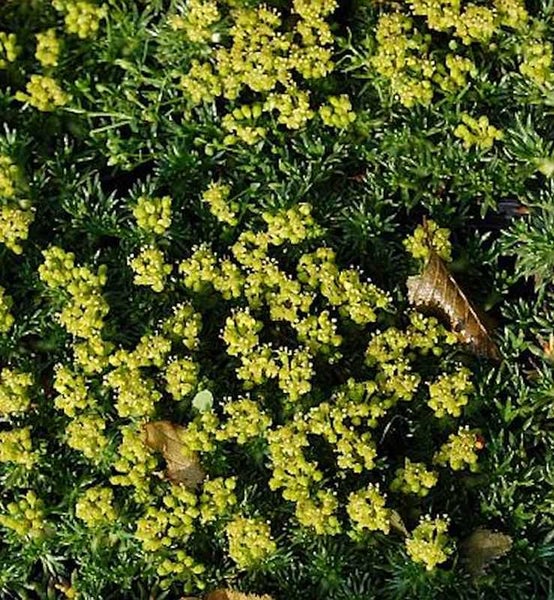 Detailansicht einer Polster-Fettblatt Pflanze mit kleinen gelben Blüten