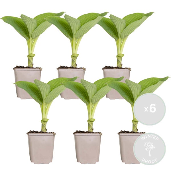 Bloomique - 6er-Set - Hosta Sieboldiana Elegans - Funkie - Gartenpflanzen - Winterhart - Tierfreundlich - Höhe 10-20 cm - Topf 9x9 cm