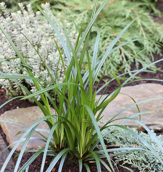 Nahaufnahme eines japanischen Waldgrases im Gartenbeet