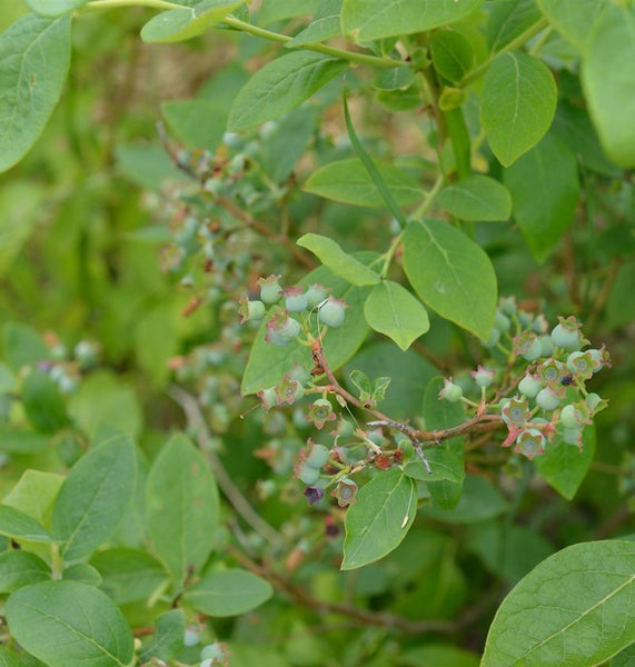 Nahaufnahme eines Blaubeerstrauchs mit unreifen Früchten und grünen Blättern.