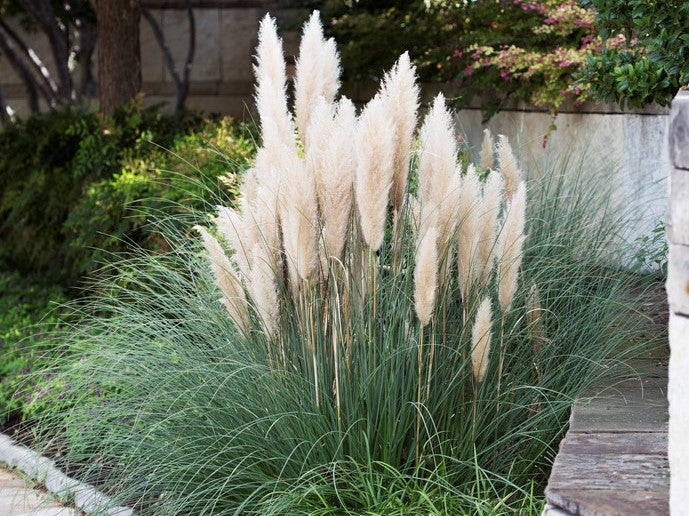Bloomique | XL Cortaderia 'Mini Pampas' - Zwerg-Pampasgras im 2er-Set - Außenpflanze im Züchtertopf ⌀17 cm - Höhe 25 cm