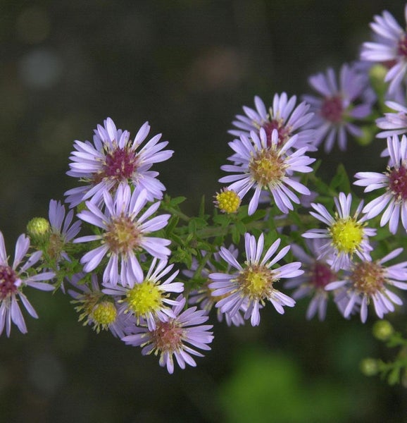 Nahaufnahme von lila Raublattastern mit gelben und roten Akzenten.