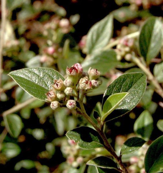 Im Bild ist ein Zweig der Zwergmispel mit Blättern und Blütenknospen zu sehen.