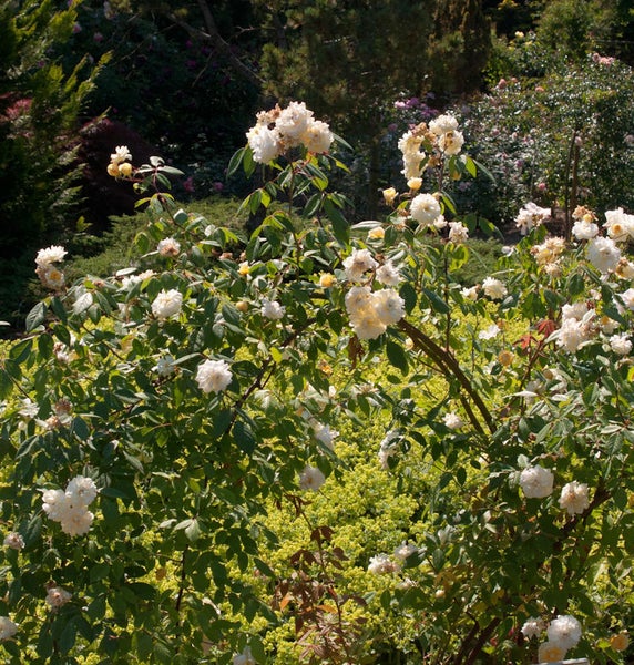 Strauch mit Rosenblüten im Garten