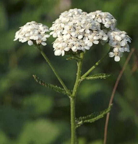 Schafgarbe mit weißen Blüten