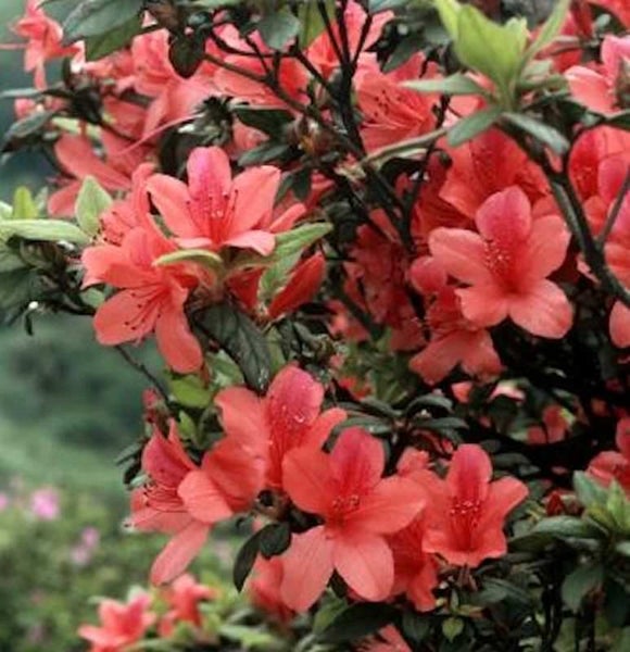 Nahaufnahme einer Azalee mit Blüten