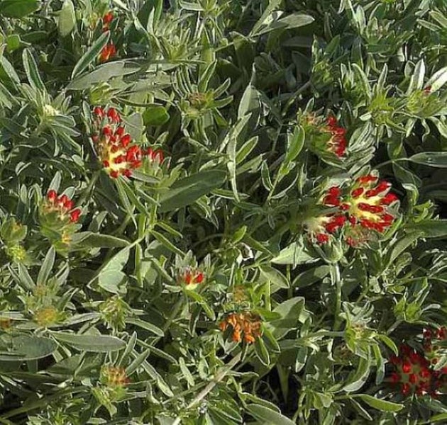 Pflanzenhintergrund mit Strauchklee