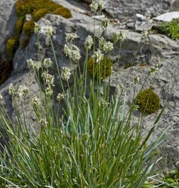 Grasnelken vor einem Felsen