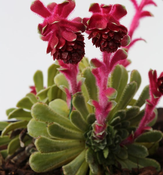 Detailaufnahme einer Saxifraga arachnoidea Pflanze mit grünen Blättern und roten Blüten